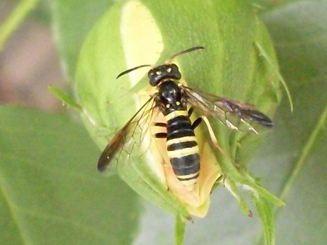 Cerceris sp ? No, Tenthredo (Tenthredo) vespa